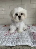 Tofu , a female Shih Tzu for sale in San Jose, CA – 6 of 10