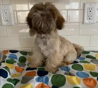 Amber, a female Shih Tzu for sale in San Jose, CA – 5 of 8