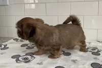 Jasper, a male Shih Tzu for sale in San Jose, CA – 5 of 8
