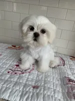 Tofu , a female Shih Tzu for sale in San Jose, CA – 8 of 10