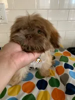 Amber, a female Shih Tzu for sale in San Jose, CA – 2 of 8
