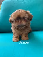 Imperial Jasper, a male Shih Tzu for sale in San Jose, CA – 3 of 10
