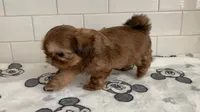 Hazel, a female Shih Tzu for sale in San Jose, CA – 6 of 9