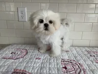 Tofu , a female Shih Tzu for sale in San Jose, CA – 4 of 10