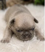 Teddy , a male French Bulldog for sale in Millville, MN – 2 of 10