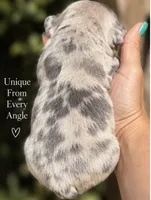 Male “F” , a male French Bulldog for sale in Millville, MN – 4 of 8