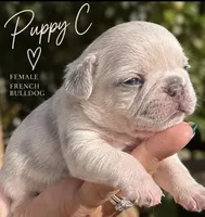 Female “C”, a female French Bulldog for sale in Millville, MN – 1 of 9