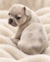 Male baby blue - light lilac/Isabella, a male French Bulldog for sale in Millville, MN – 2 of 6