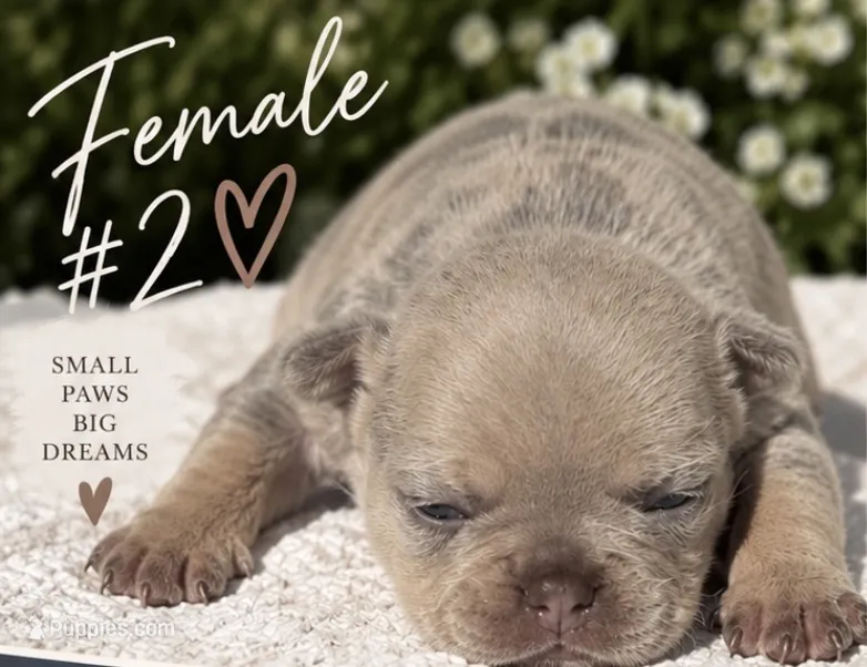 Female # 2 – French Bulldog puppy for sale in Millville, MN