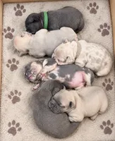 Female white pearl - Isabella-fawn Very light lilac/fawn, a female French Bulldog for sale in Millville, MN – 7 of 10
