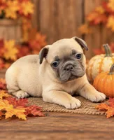 DNA-Confirmed Blue Fawn Female • Carries Chocolate - ruby collar, a female French Bulldog for sale in Millville, MN – 3 of 10