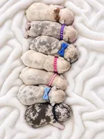 Female purple pearl, a female French Bulldog for sale in Millville, MN – 5 of 5