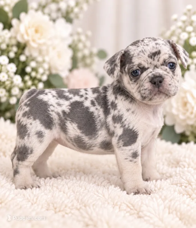 Female black pear - High-Contrast Blue Merle – French Bulldog puppy for sale in Millville, MN