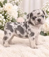 Female black pear - High-Contrast Blue Merle, a female French Bulldog for sale in Millville, MN – 1 of 8