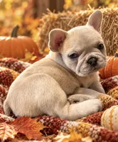 Blue Fawn/Sable Merle  Cocoa Carrier DNA confirmed - Grey Collar , a female French Bulldog for sale in Millville, MN – 3 of 10