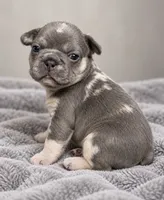 Female orange pear - blue & tan are the cool slate-gray , a female French Bulldog for sale in Millville, MN – 5 of 9
