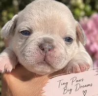 Female “C”, a female French Bulldog for sale in Millville, MN – 5 of 9