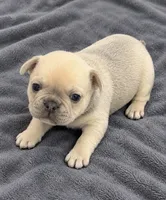 Female white pearl - Isabella-fawn Very light lilac/fawn, a female French Bulldog for sale in Millville, MN – 6 of 10