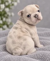 Female grey pearl - Very Light Lilac Merle, a female French Bulldog for sale in Millville, MN – 3 of 8