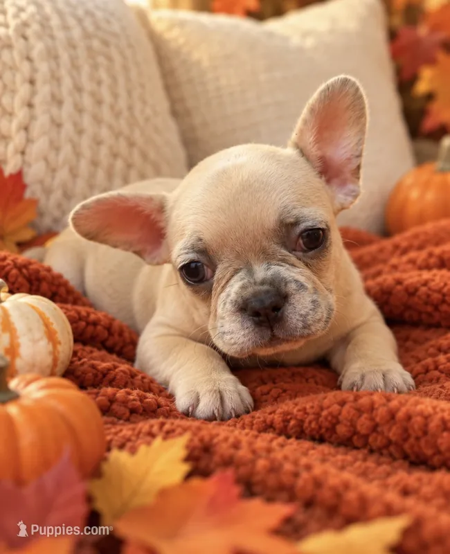 Female baby pink - Lilac/Cocoa Fawn Merle DNA confirmed  – French Bulldog puppy for sale in Millville, MN