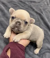 Female white pearl - Isabella-fawn Very light lilac/fawn, a female French Bulldog for sale in Millville, MN – 2 of 10