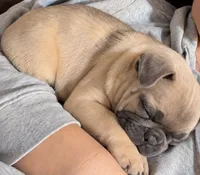 DNA-Confirmed Blue Fawn Female • Carries Chocolate - ruby collar, a female French Bulldog for sale in Millville, MN – 5 of 10