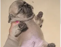 Teddy , a male French Bulldog for sale in Millville, MN – 8 of 10