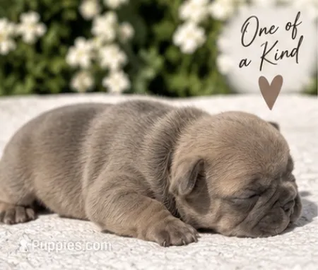 Female 5 – French Bulldog puppy for sale in Millville, MN