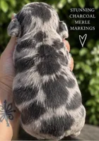 Female “G”, a female French Bulldog for sale in Millville, MN – 3 of 8