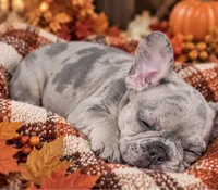 DNA-ConfirmedBlueFawnMerle Cocoa /Tan-Point Carrier -Royal Blue collar, a male French Bulldog for sale in Millville, MN – 2 of 9