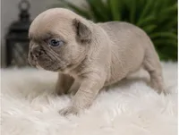 Teddy , a male French Bulldog for sale in Millville, MN – 10 of 10