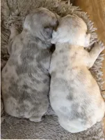 Male “E” , a male French Bulldog for sale in Millville, MN – 3 of 9