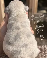Female “C”, a female French Bulldog for sale in Millville, MN – 6 of 9