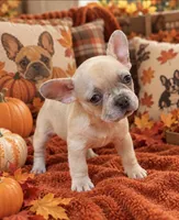 Lilac/Cocoa Fawn Merle DNA confirmed - collar baby pink, a female French Bulldog for sale in Millville, MN – 5 of 9