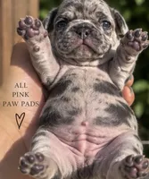 Female “G”, a female French Bulldog for sale in Millville, MN – 5 of 8