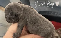 Male #6, a male French Bulldog for sale in Millville, MN – 2 of 7