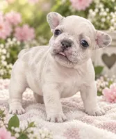 Female fuchsia - very light lilac fawn merle, a female French Bulldog for sale in Millville, MN – 2 of 8