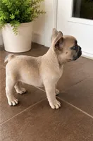 Teddy, a male French Bulldog for sale in Millville, MN – 3 of 5