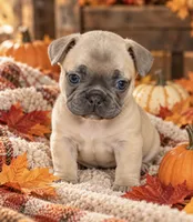 DNA-Confirmed Blue Fawn Female • Carries Chocolate - ruby collar, a female French Bulldog for sale in Millville, MN – 1 of 10