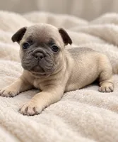Ruby - DNA-Confirmed Blue Fawn Female • Carries Chocolate., a female French Bulldog for sale in Millville, MN – 2 of 8