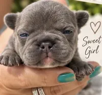 Female #4, a female French Bulldog for sale in Millville, MN – 3 of 7
