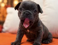 Blue/Dilute / Chocolate Carrie DNA confirmed - emerald collar, a male French Bulldog for sale in Millville, MN – 5 of 10