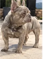 Potato/Tater Tot - Cocoa Blue (Cocoa Dilute) , a male French Bulldog for sale in Millville, MN – 3 of 4
