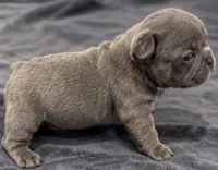 Male Emerald - Blue/gray, a male French Bulldog for sale in Millville, MN – 3 of 10
