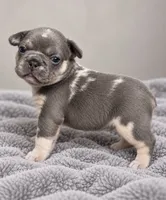 Female orange pear - blue & tan are the cool slate-gray , a female French Bulldog for sale in Millville, MN – 2 of 9