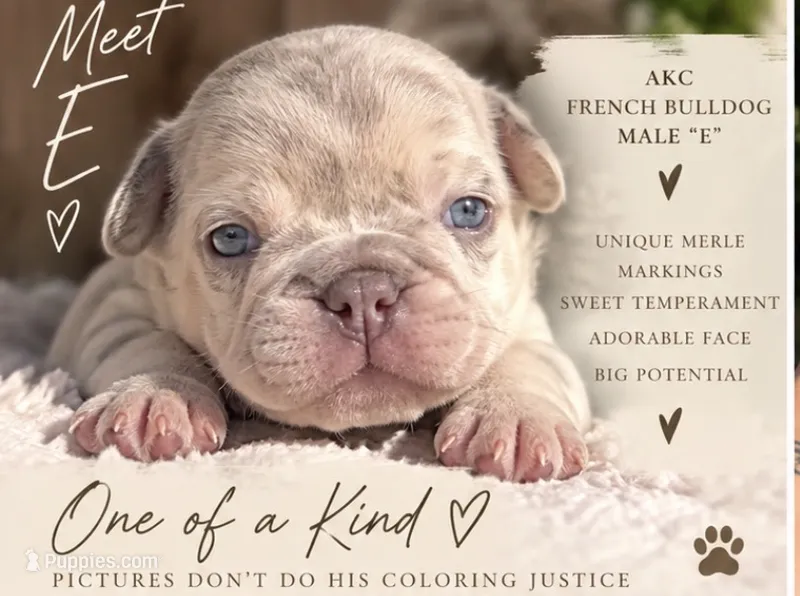Male “E”  – French Bulldog puppy for sale in Millville, MN