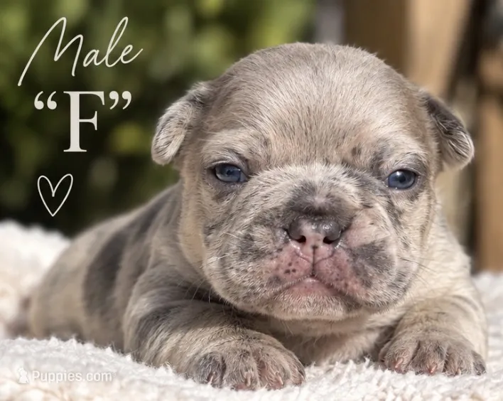 Male “F”  – French Bulldog puppy for sale in Millville, MN
