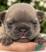 Female 5, a female French Bulldog for sale in Millville, MN – 2 of 7