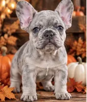 DNA-ConfirmedBlueFawnMerle Cocoa /Tan-Point Carrier -Royal Blue collar, a male French Bulldog for sale in Millville, MN – 4 of 9