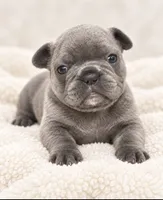 Female golden pearl - blue-gray, a female French Bulldog for sale in Millville, MN – 2 of 9